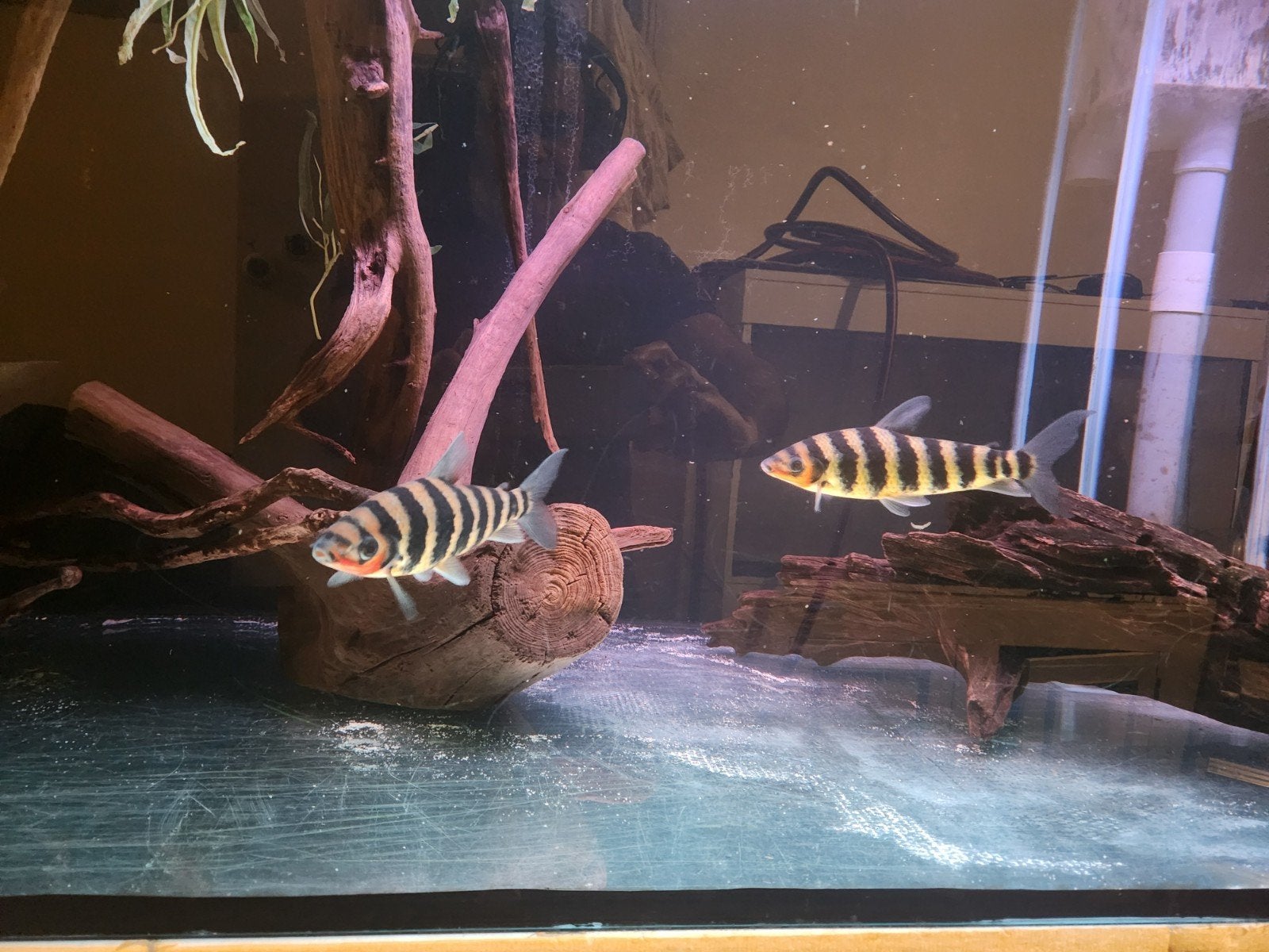 zeer mooie kopstaanders (leporinus fasciatus), Dieren en Toebehoren, Vis