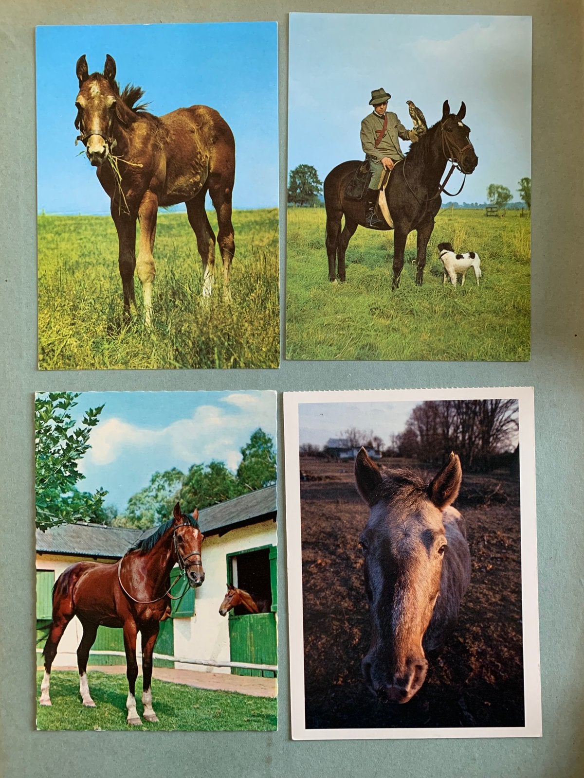 15x Paard, Ophalen of Verzenden, 1980 tot heden, Ongelopen, Paard