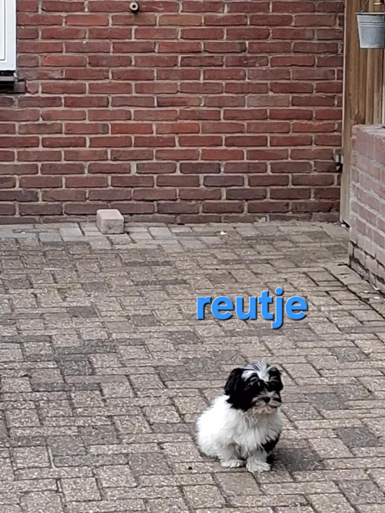 Te koop mooie kleinblijvende speelse boomer pups, Parvo, Reu, 8 tot 15 weken, Meerdere