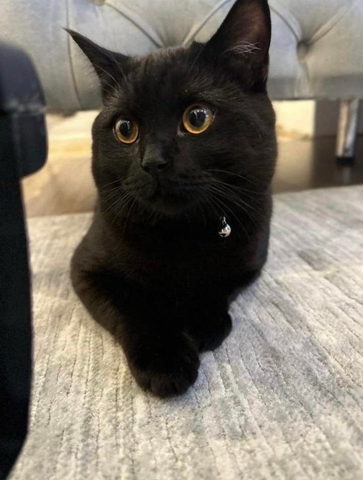 Britse korthaar, Kater, Ontwormd, 0 tot 2 jaar