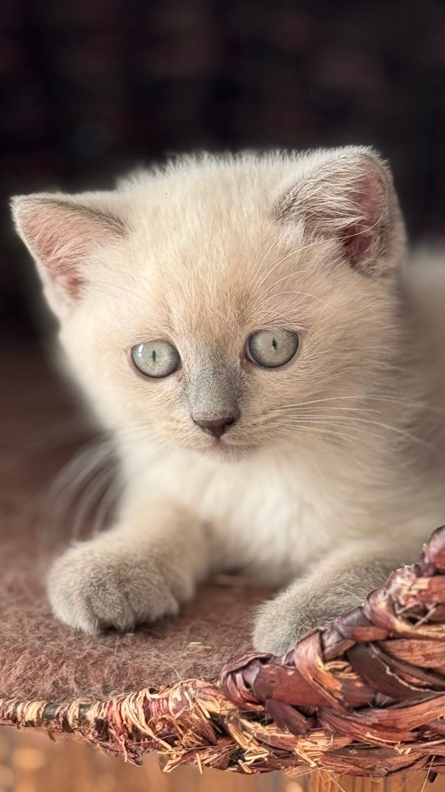 Britse Korthaar kittens | Blue & Colorpoint | 9 weken, Meerdere dieren, Ontwormd
