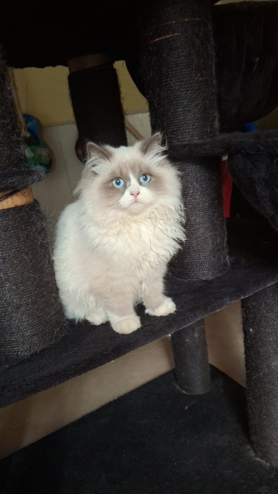 Kitten Neva Masquerade één poesje en één katertje beschikba, Dieren en Toebehoren, Meerdere dieren