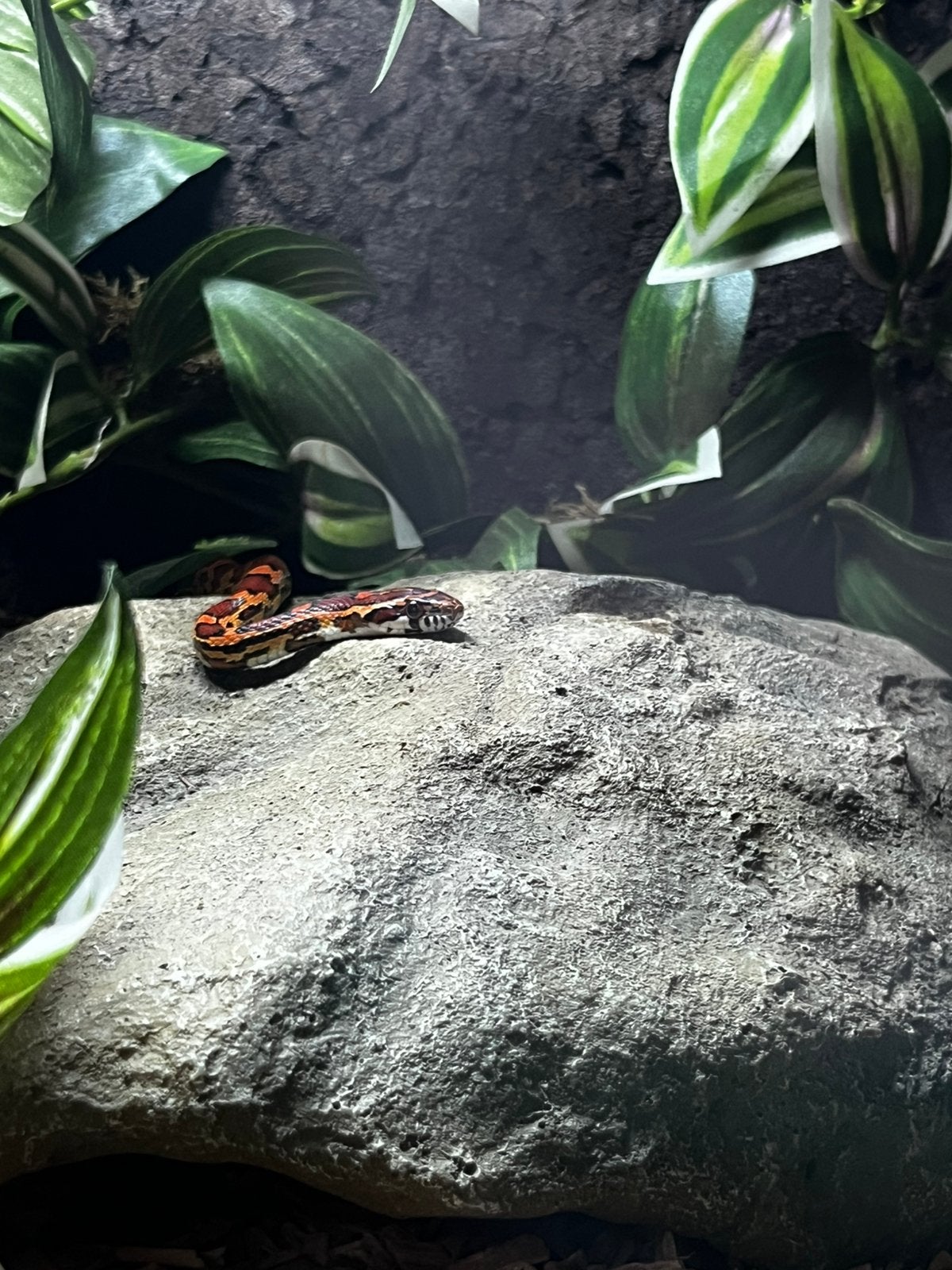 Korenslang 9 maanden oud mooie kleuren Corn Snake - female for sale from esther