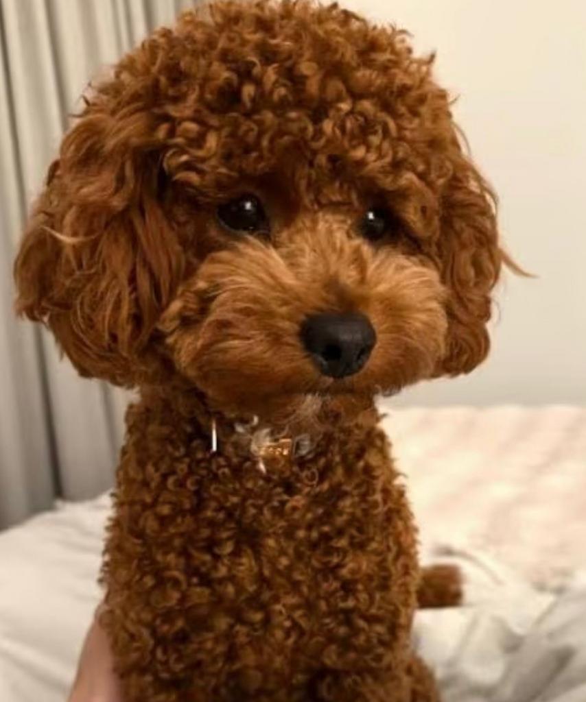 Toy Poodle male available for stud, Dieren en Toebehoren, Honden | Dekreuen, Teef, Particulier, Eén hond, Buitenland, 8 tot 15 weken