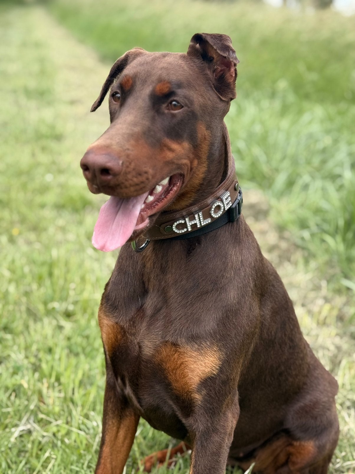 Dobermann teefje, Particulier, 15 weken tot 1 jaar, Overige rassen, Buitenland