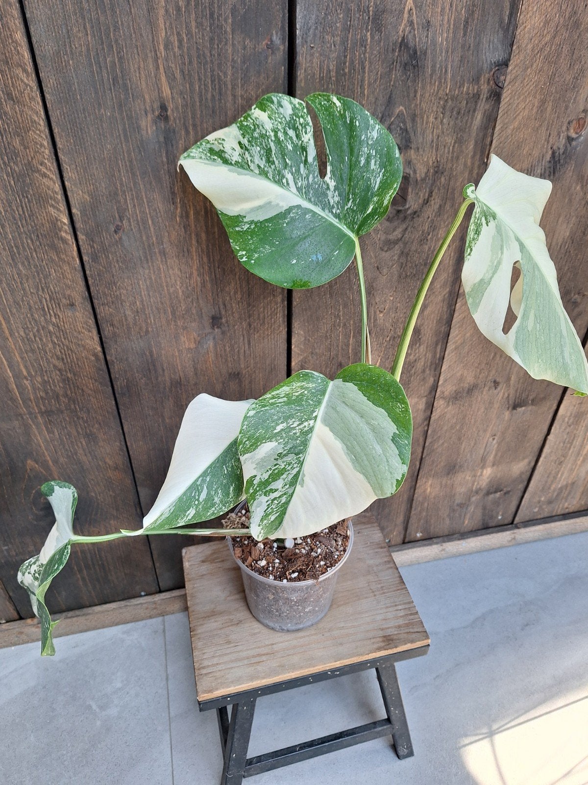 Monstera variegata, Ophalen of Verzenden, Halfschaduw, Minder dan 100 cm