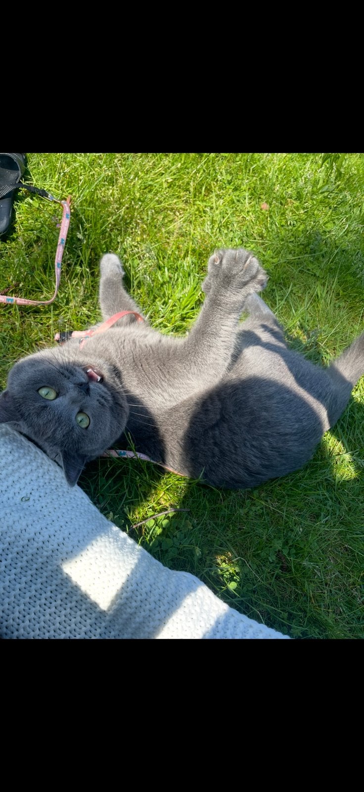 Britse korthaar Lana 5 jaar, Dieren en Toebehoren, Poes, Gechipt