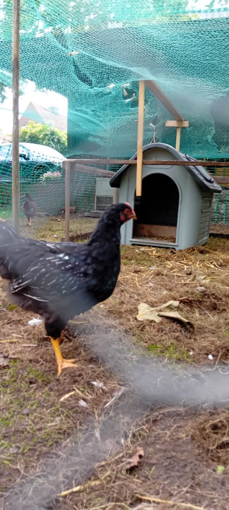 Jonge Barnevelder zilvergezoomd groot, Mannelijk, Kip