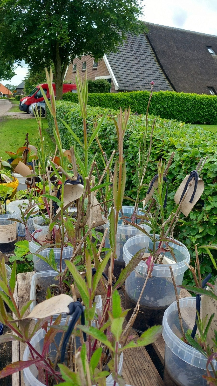 Verbena plantjes e.d., Overige soorten, Minder dan 100 cm, Zomer, Ophalen
