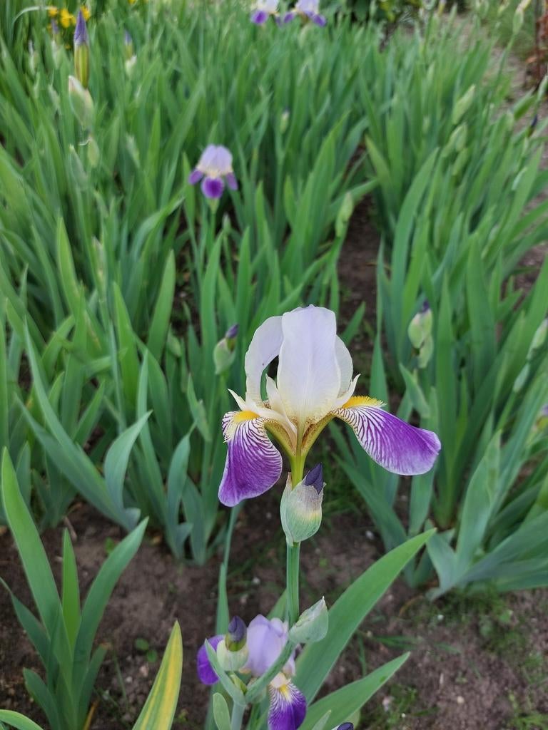20 Paars-witte Irissen, Tuin en Terras, Planten | Tuinplanten, Ophalen, Vaste plant, Overige soorten