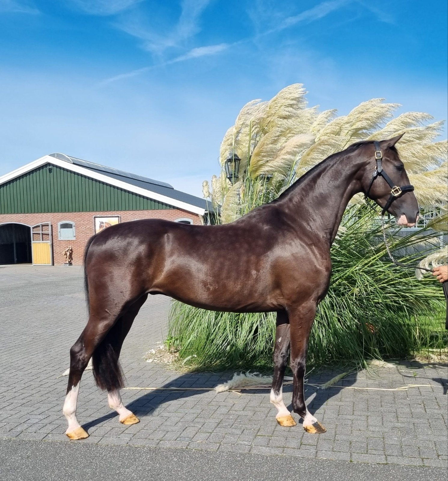 menpaard/sportpaard Gelders gefokt, Dieren en Toebehoren, Met stamboom, Ruin, Dressuurpaard, Zadelmak