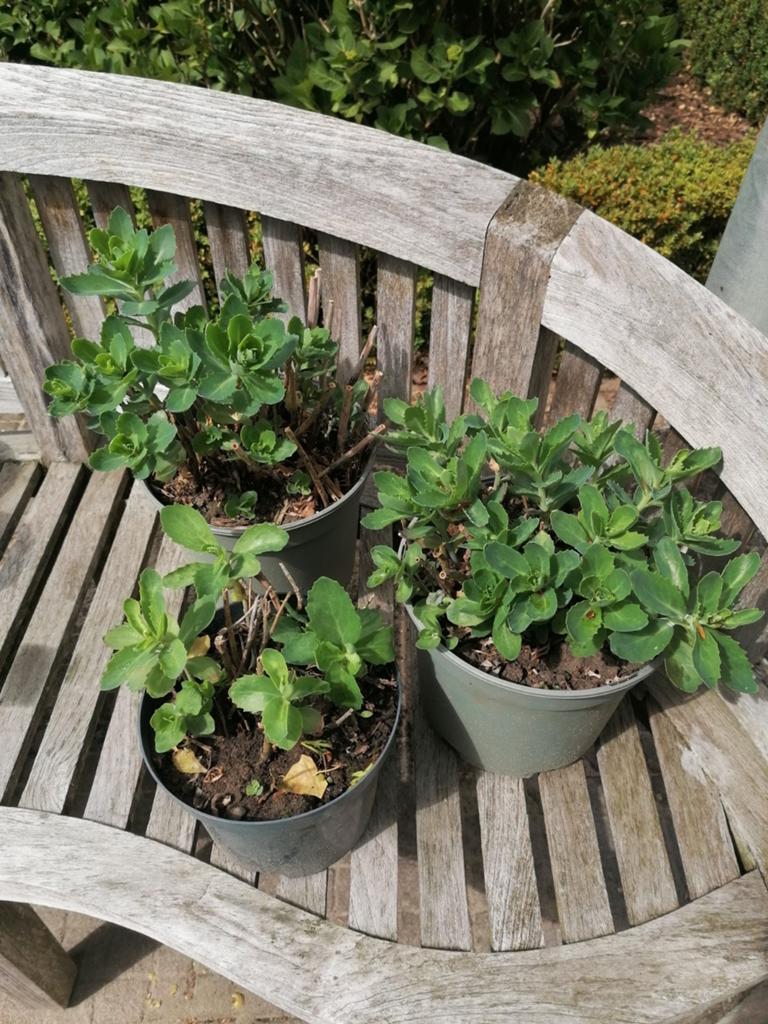 3 stuks sedum spectabile hemelsleutel vetkruid herbstfreude, Ophalen, Vaste plant, Volle zon