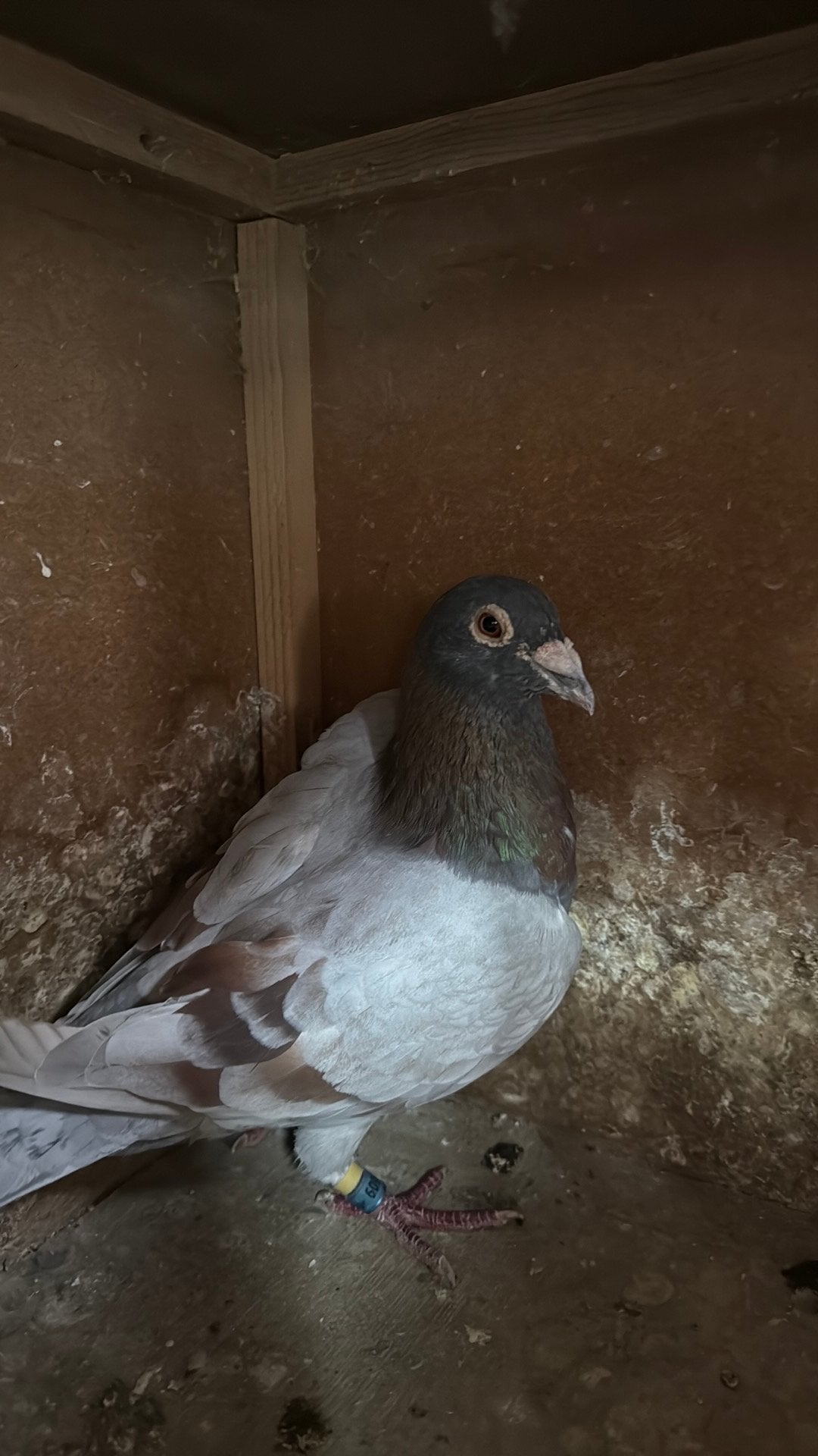 Doffer 609 Barcelona lijn, Dieren en Toebehoren, Vogels | Duiven, Mannelijk, Postduif