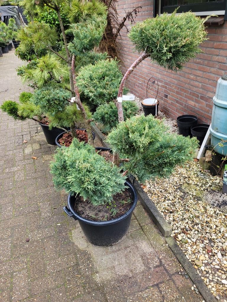 Juniperus Chinensis 'Blue Alps' Vormsnoei, Ophalen