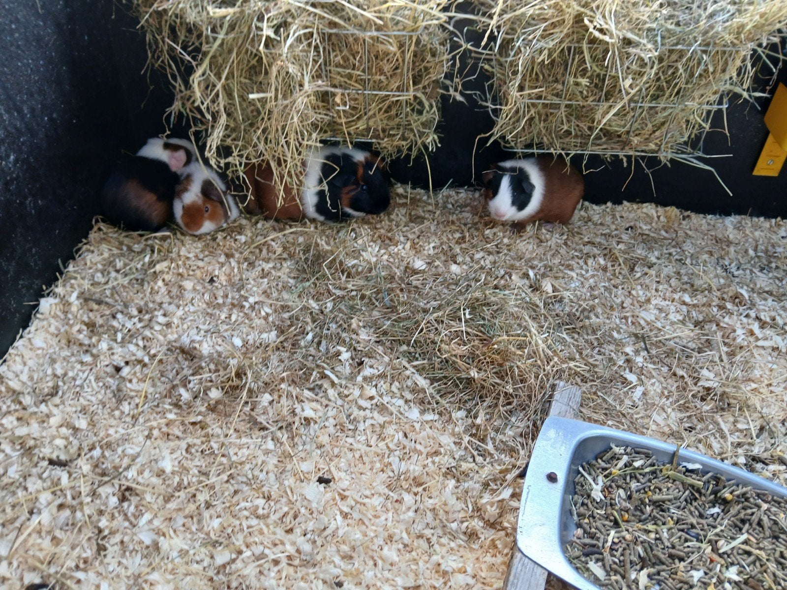 Cavia's  Te koop, Dieren en Toebehoren, Knaagdieren, Juni, Meerdere dieren, Cavia