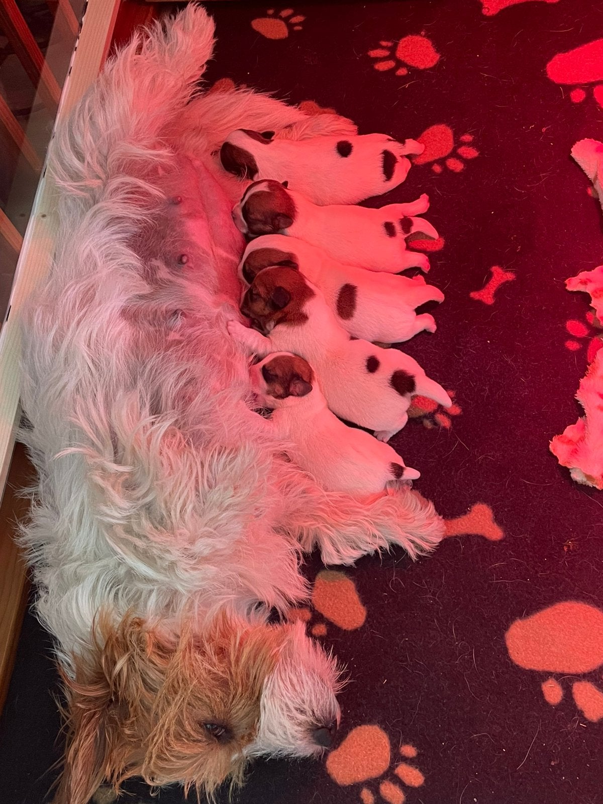 Puppy’s te koop prijs nog niet bekend, Jack Russell Terriër, 8 tot 15 weken, Teef, Eén hond