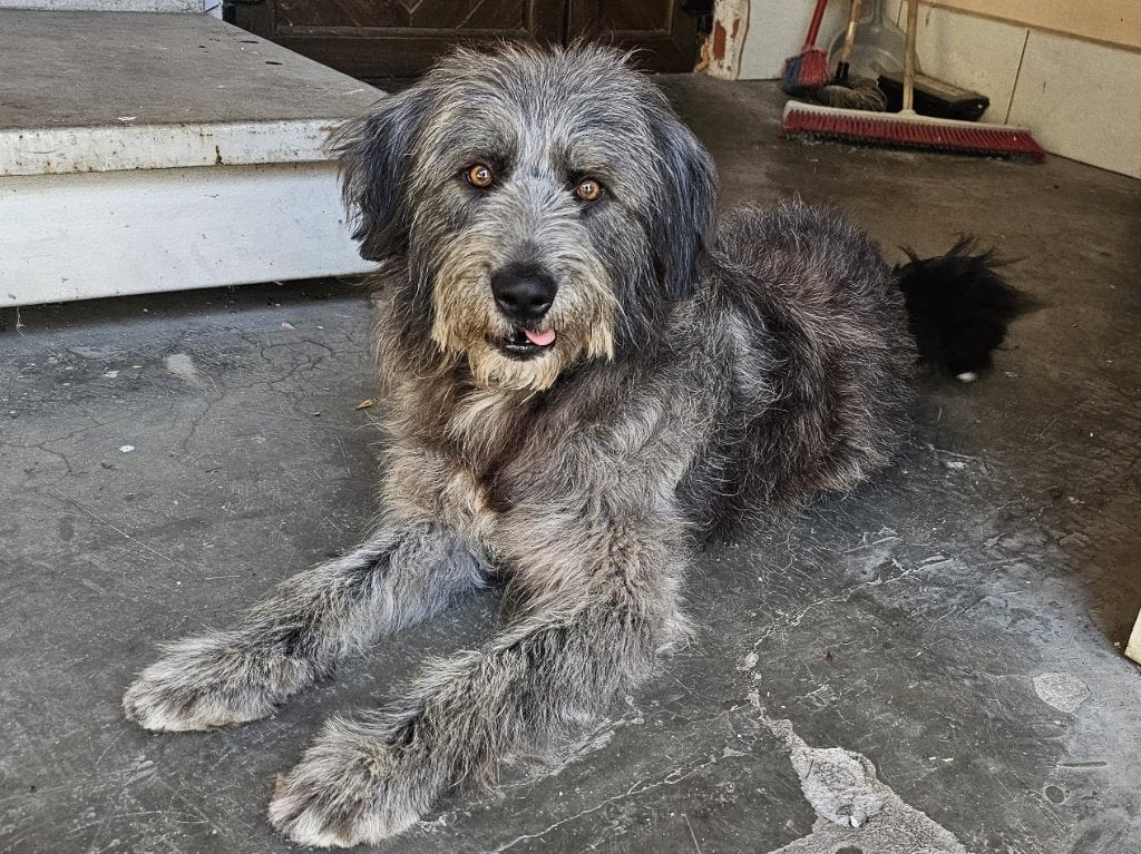 Gaston een lieve, sociale familiehond (in NL), Dieren en Toebehoren, Particulier, Reu, 1 tot 2 jaar, Buitenland