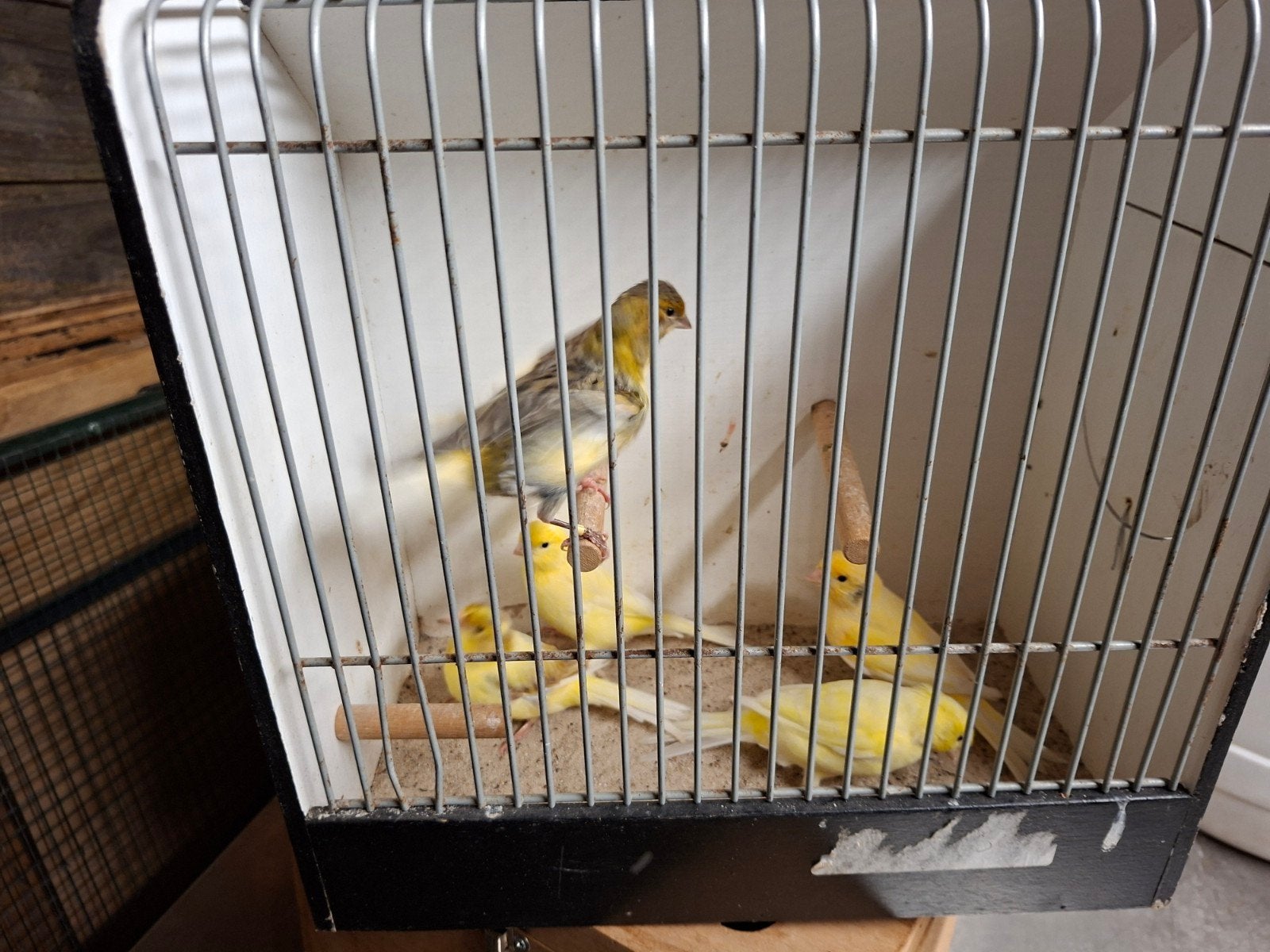 kanaries, Dieren en Toebehoren