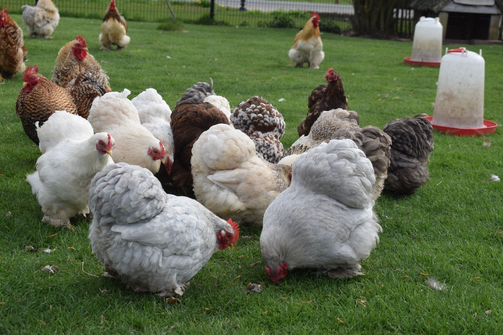 Cochin kriel broedeieren, Meerdere dieren, Kip
