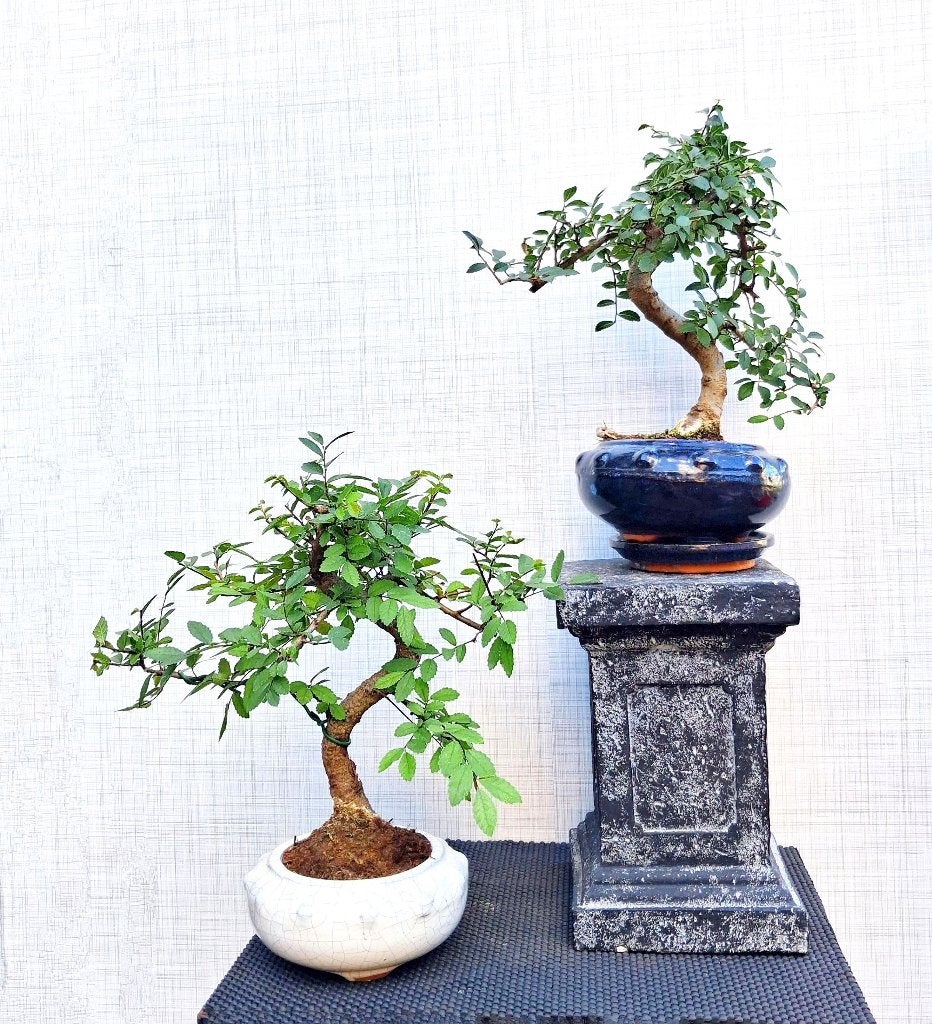 2 Bonsai Ulmus Parvifolia- Chinese Iep- M, Tuin en Terras, In pot, Bloeit niet, Halfschaduw, Minder dan 100 cm
