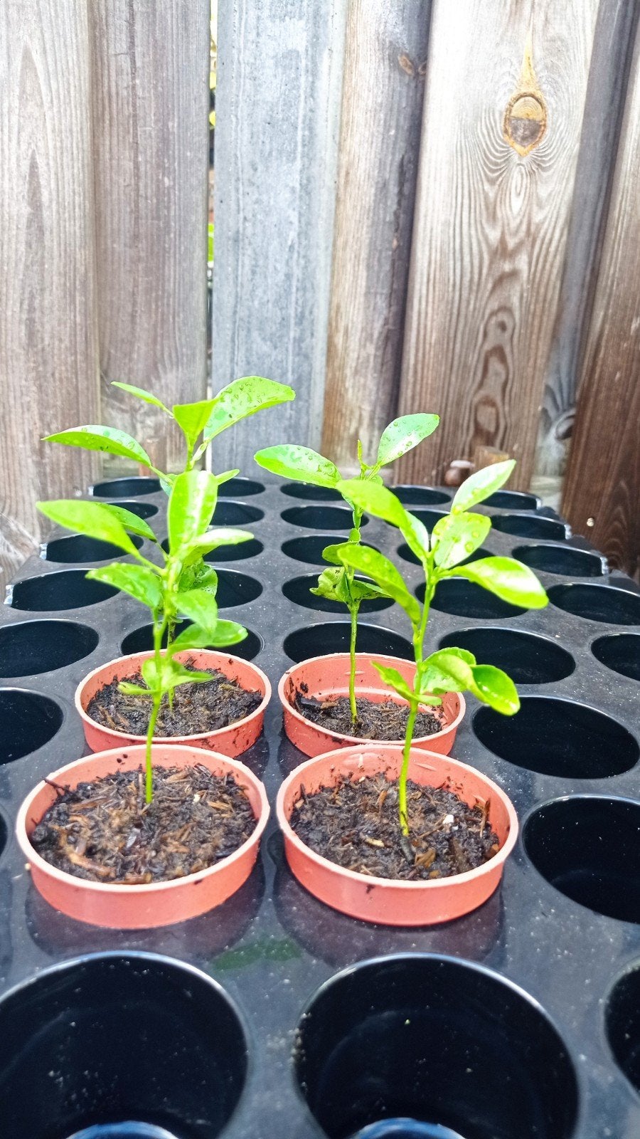 Gratis baby mandarijnplantjes (Citrus reticulata), Ophalen, Eenjarig, Overige soorten, Volle zon