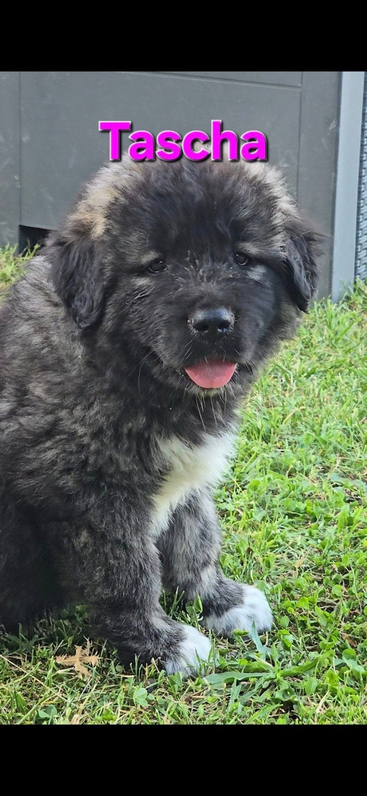 Kaukaas pups (goed lezen  ), Particulier, Overige rassen, 8 tot 15 weken, Buitenland