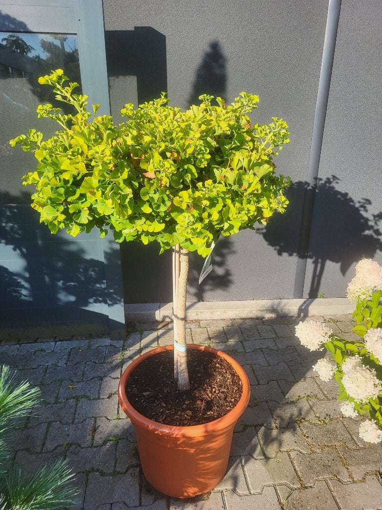 Ginkgo biloba Mariken op stam, Bloeit niet, 100 tot 250 cm, Ophalen, Volle zon