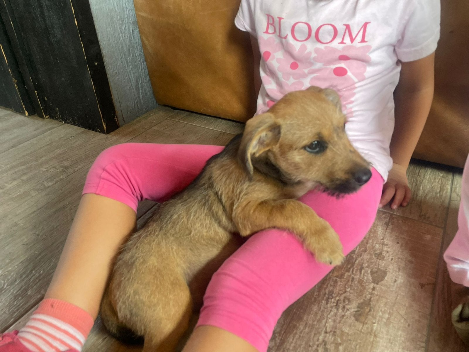 Super schatige Boomer pups, Dieren en Toebehoren, Honden | Niet-rashonden, Parvo, Reu, 8 tot 15 weken, Meerdere
