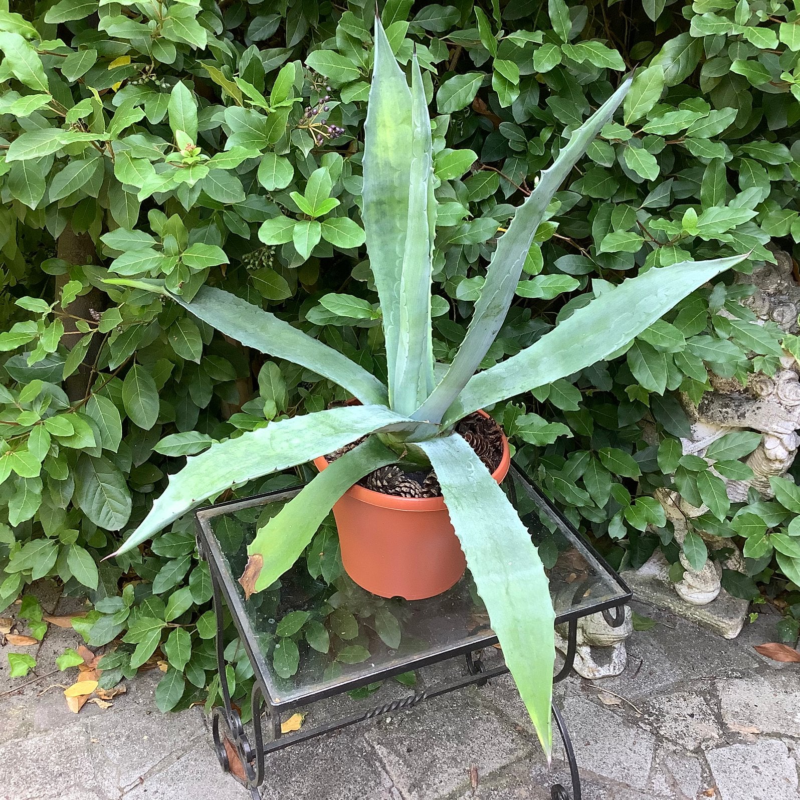 Grote groene agave in kunststof pot, Tuin en Terras, Overige soorten, Volle zon, Vaste plant, Ophalen of Verzenden