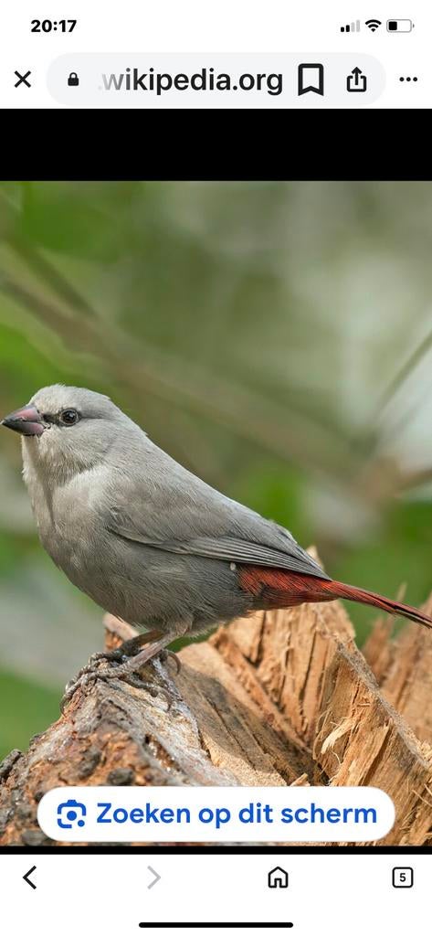 gezocht lavendel Astrilde, Dieren en Toebehoren, Meerdere dieren