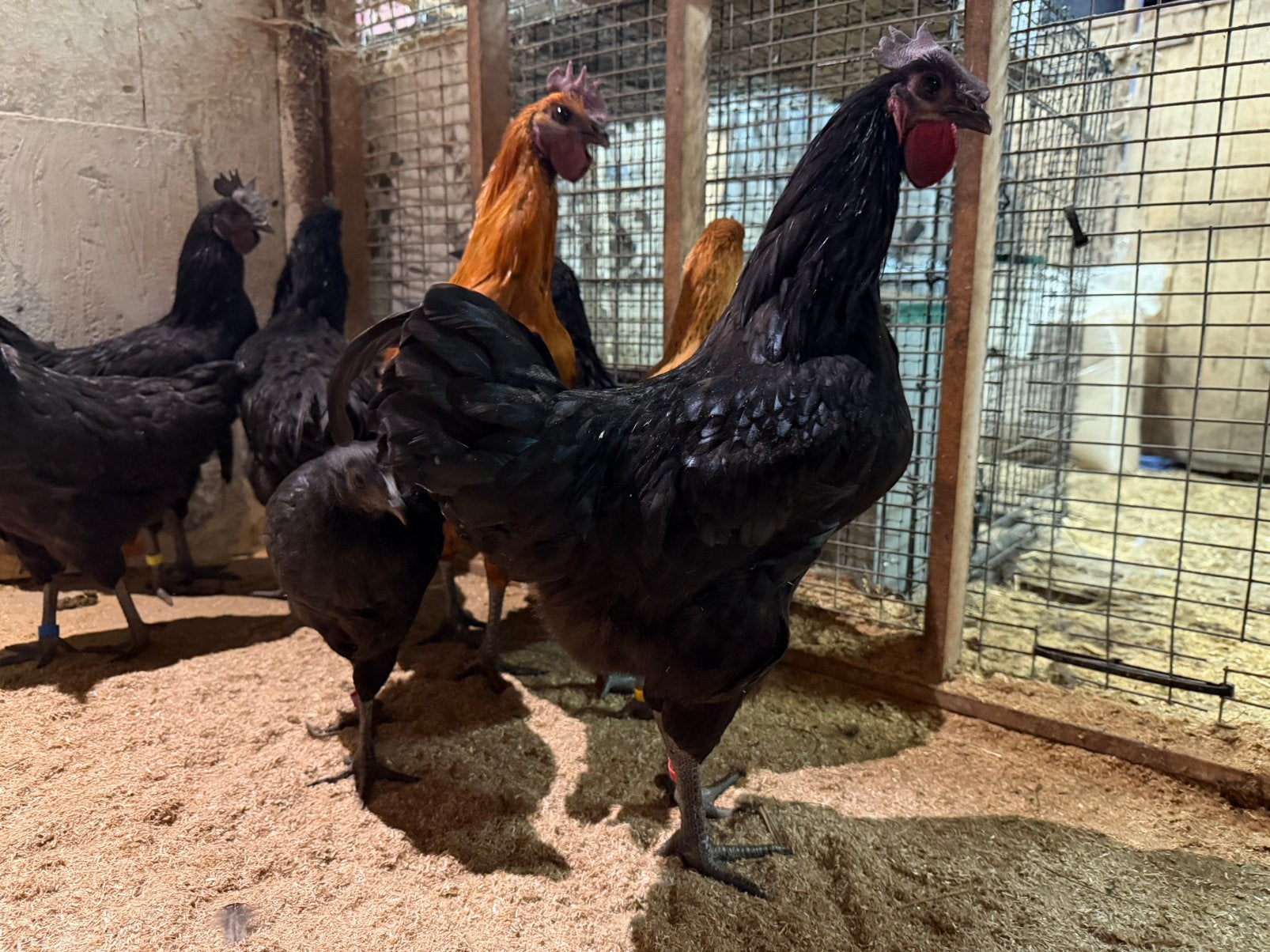 Dongxiang Lukedanji en G H’mong, Dieren en Toebehoren, Meerdere dieren, Kip