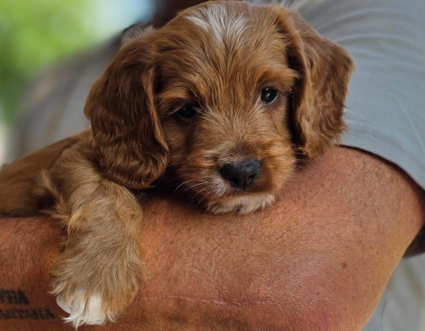 Cockapoo f1 pups te koop, Parvo, Overige rassen, 8 tot 15 weken, Meerdere
