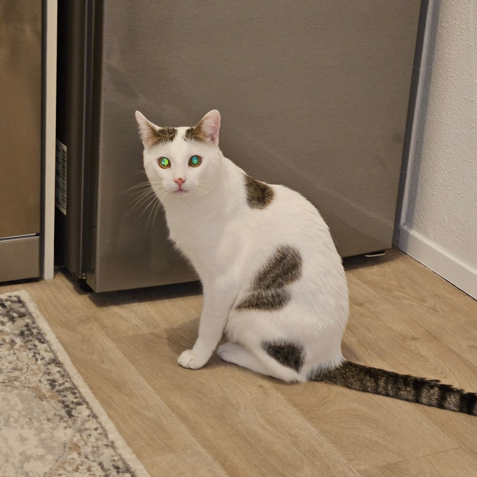 Europese korthaar 2 jaar kater, Dieren en Toebehoren, Katten en Kittens | Overige Katten, Kater, Kortharig, 0 tot 2 jaar