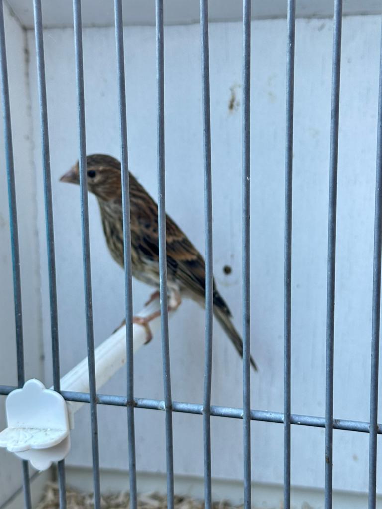 Bastaard kneu x kanarie, Dieren en Toebehoren, Mannelijk, Wildzangvogel, Geringd