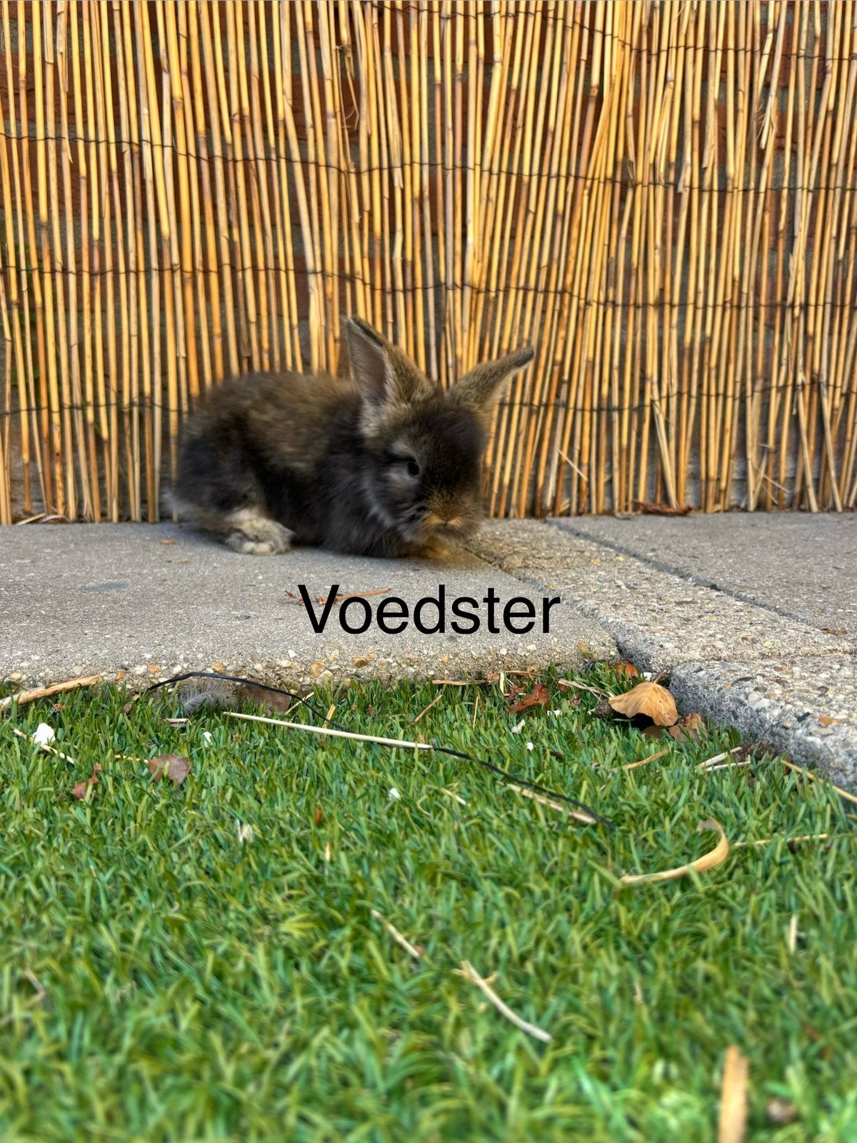 Angora konijnen te koop, Meerdere dieren, Dwerg