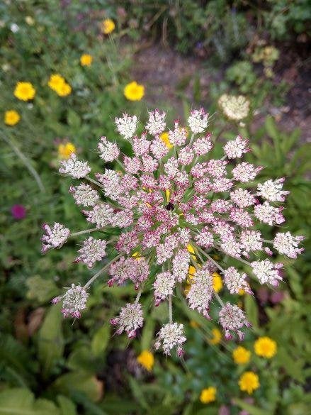 zaden Daucus carota Dara, Verzenden, Voorjaar, Halfschaduw, Zaad