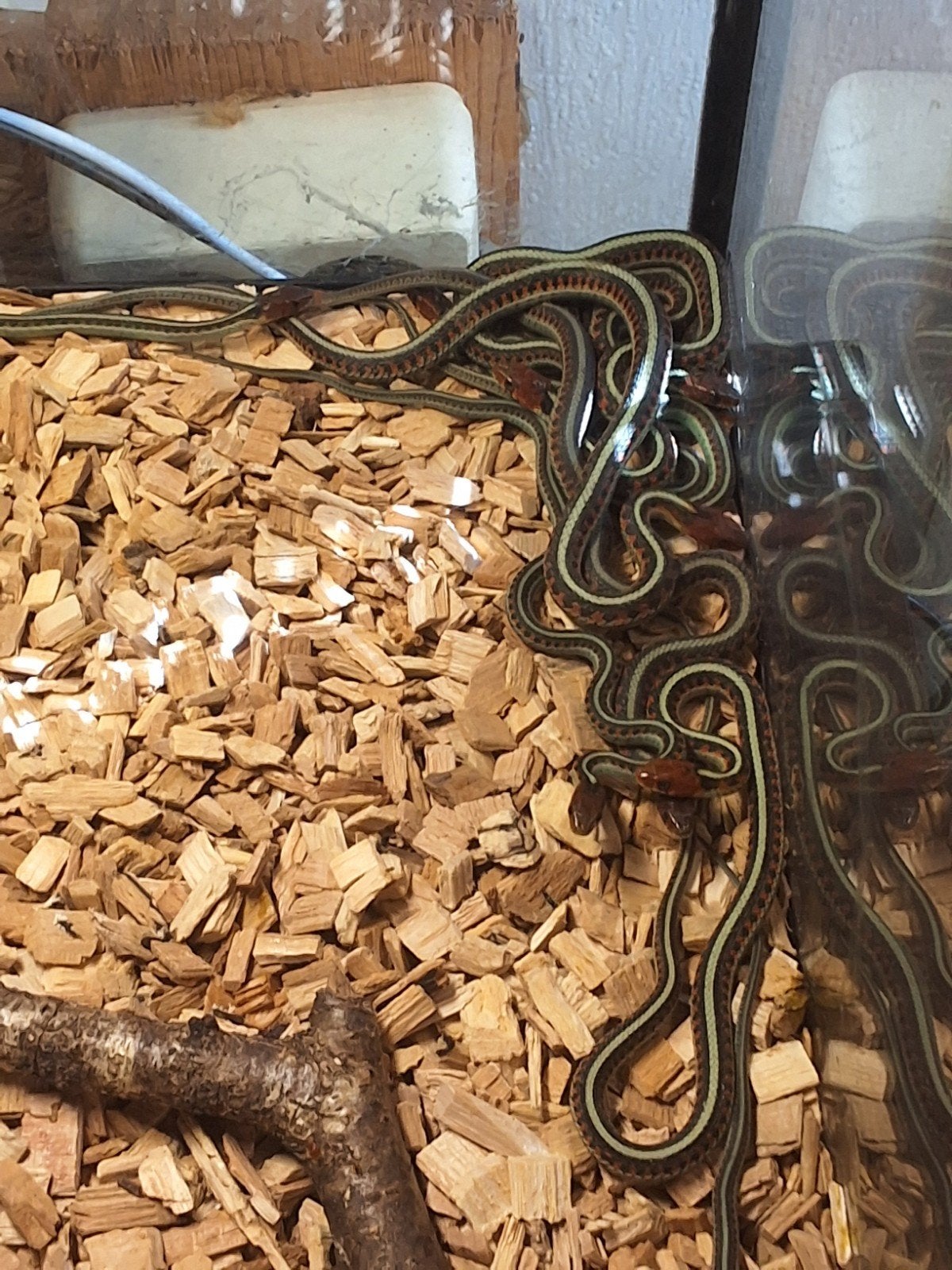 nakweek Thamnophis sirtalis infernalis, Dieren en Toebehoren, Reptielen en Amfibieën, Slang, 0 tot 2 jaar
