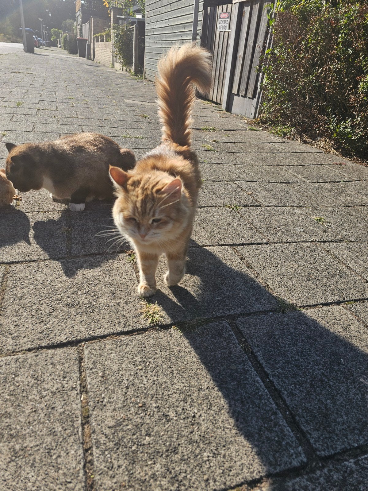 zijn deze 2 rode poezen v iemand?boswinkel, Kat