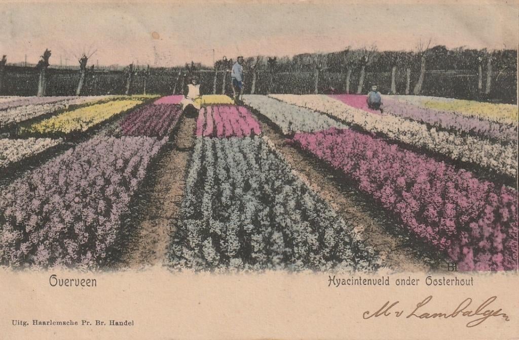 Overveen Hyacintenveld  onder Oosterhout, Ophalen of Verzenden, Voor 1920, Gelopen, Noord-Holland