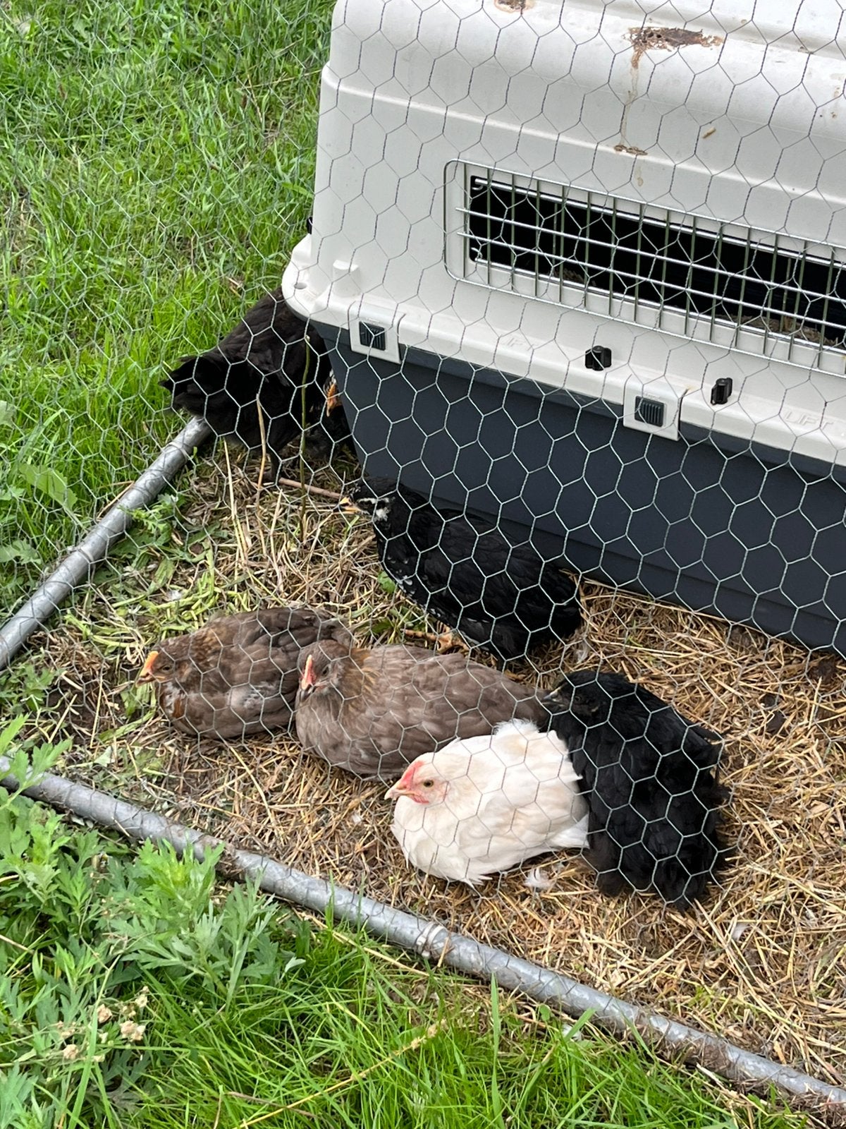 Easter egg ( kleurlegger) kuikens, Dieren en Toebehoren, Mannelijk, Kip