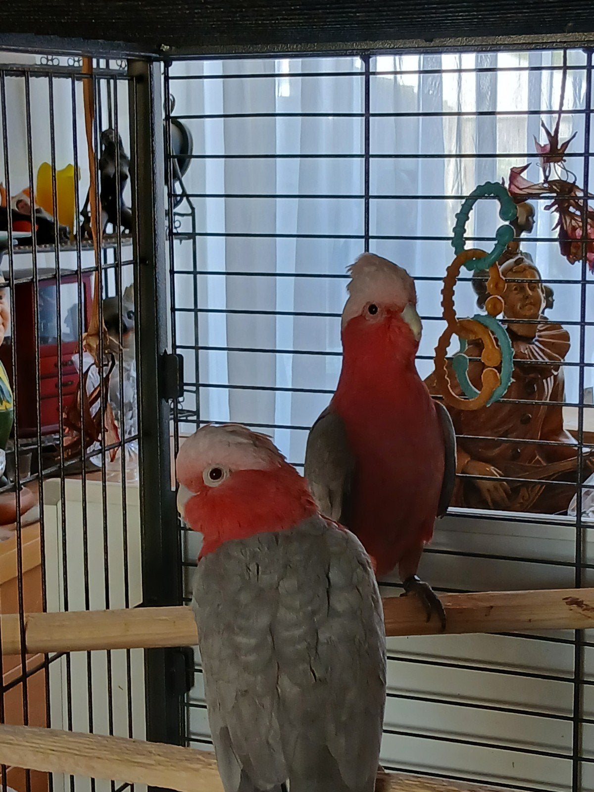 Rosé kaketoes kweekkoppel, Meerdere dieren, Parkiet