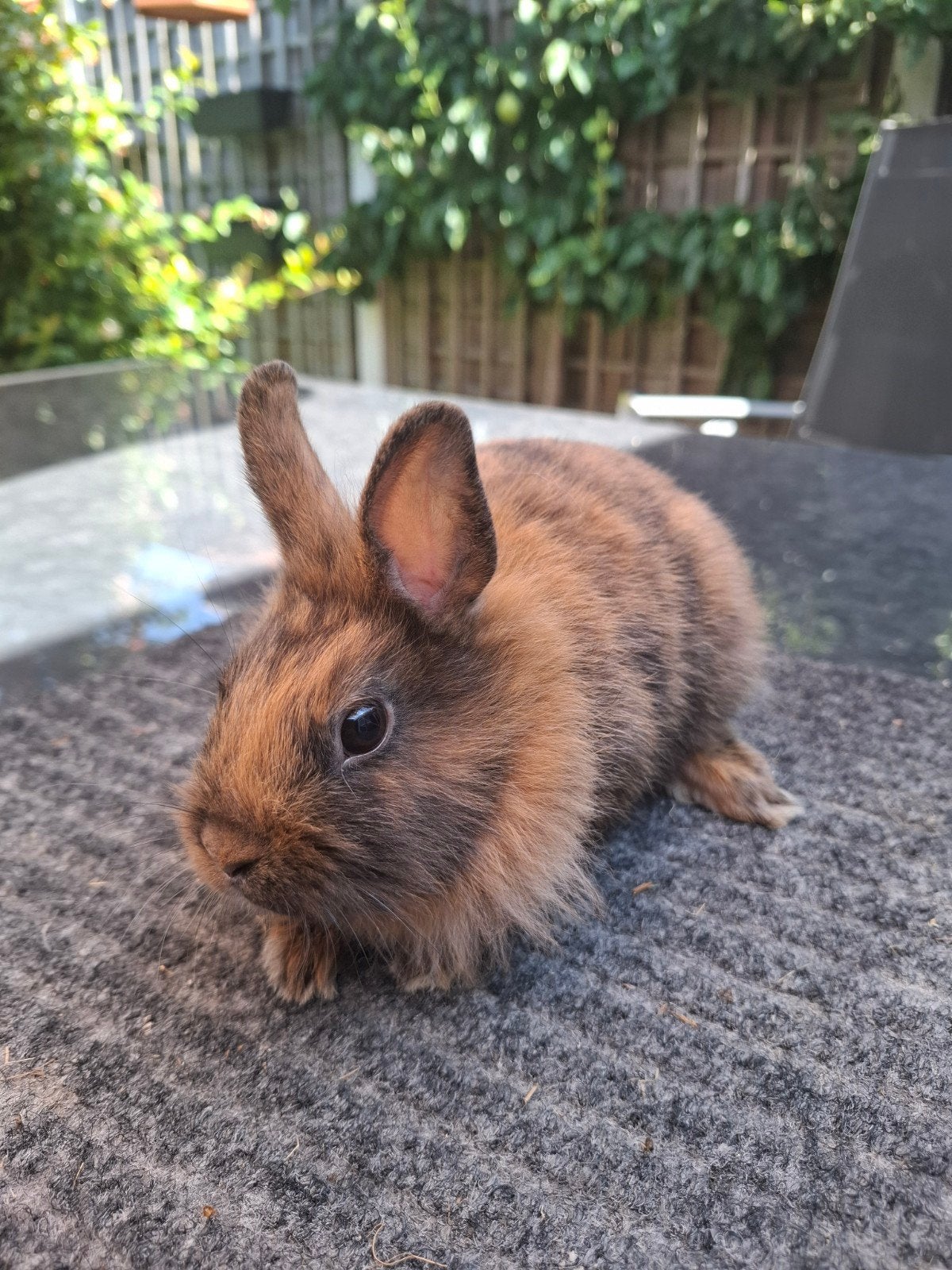Te koop jonge kleurdwergen/dwergkonijntjes, Dieren en Toebehoren, Konijnen, Meerdere dieren, Dwerg