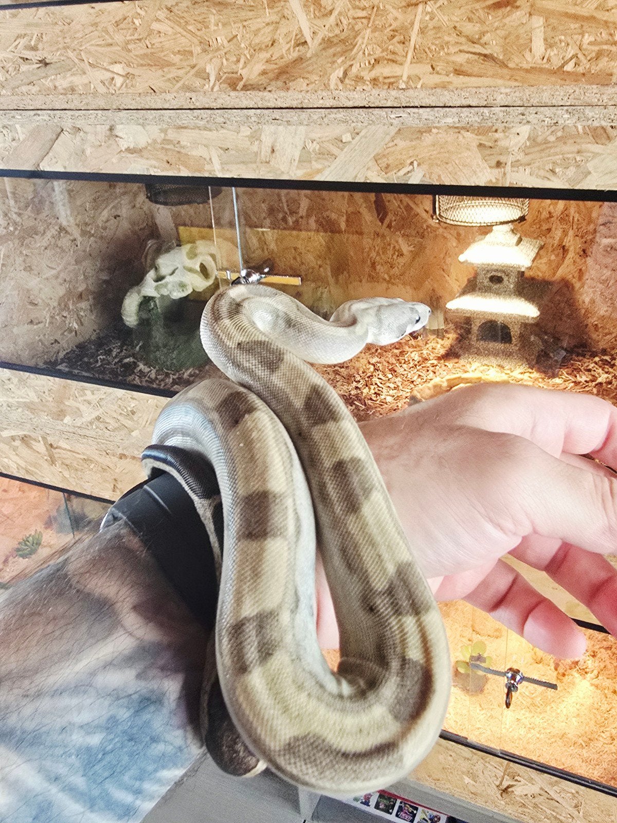 boa constrictor imperator Boa Constrictor photo 7