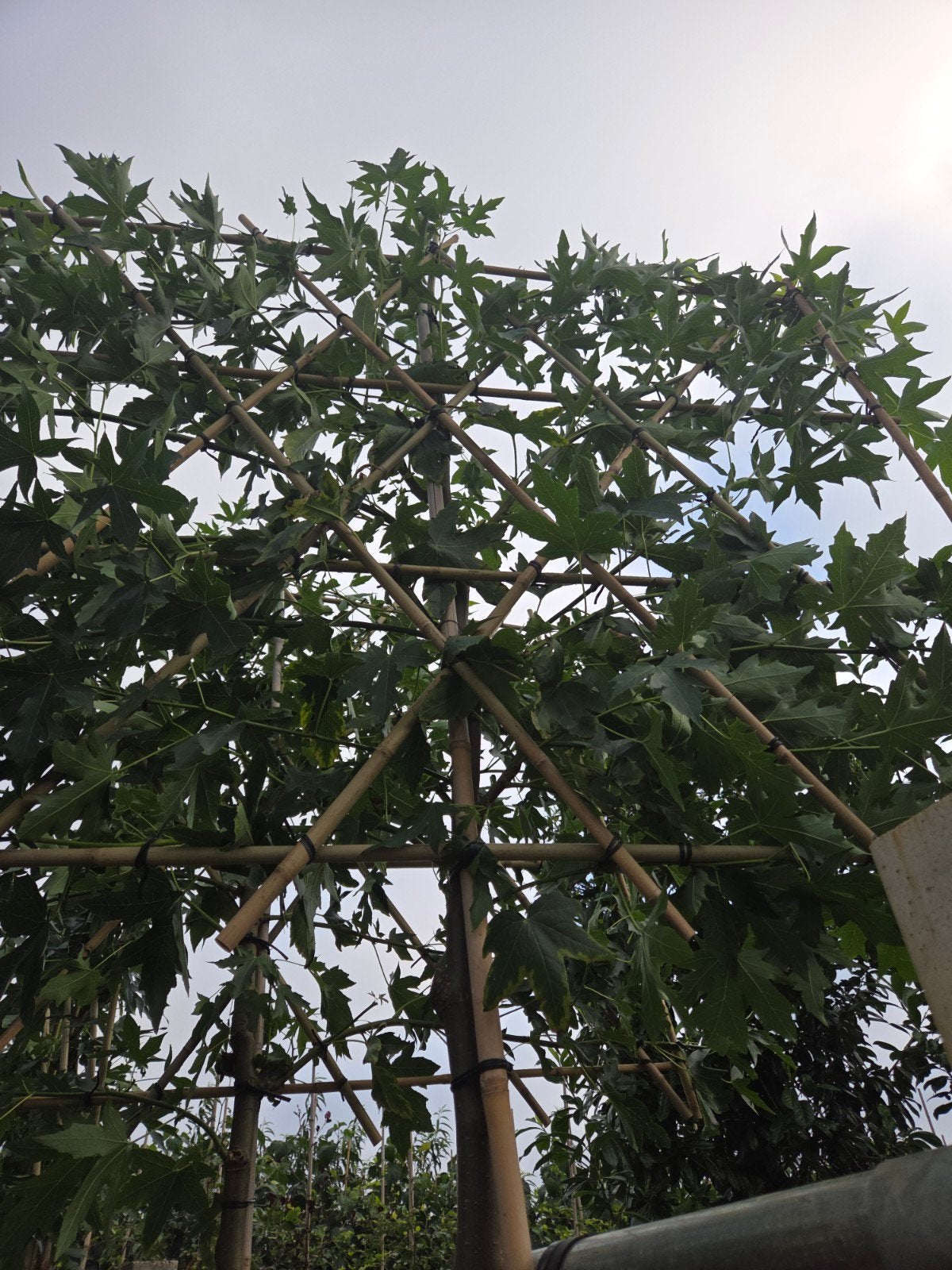Lei amberboom 'Worplesdon' - Prachtige herfstkleuren, Tuin en Terras, Planten | Bomen, Ophalen