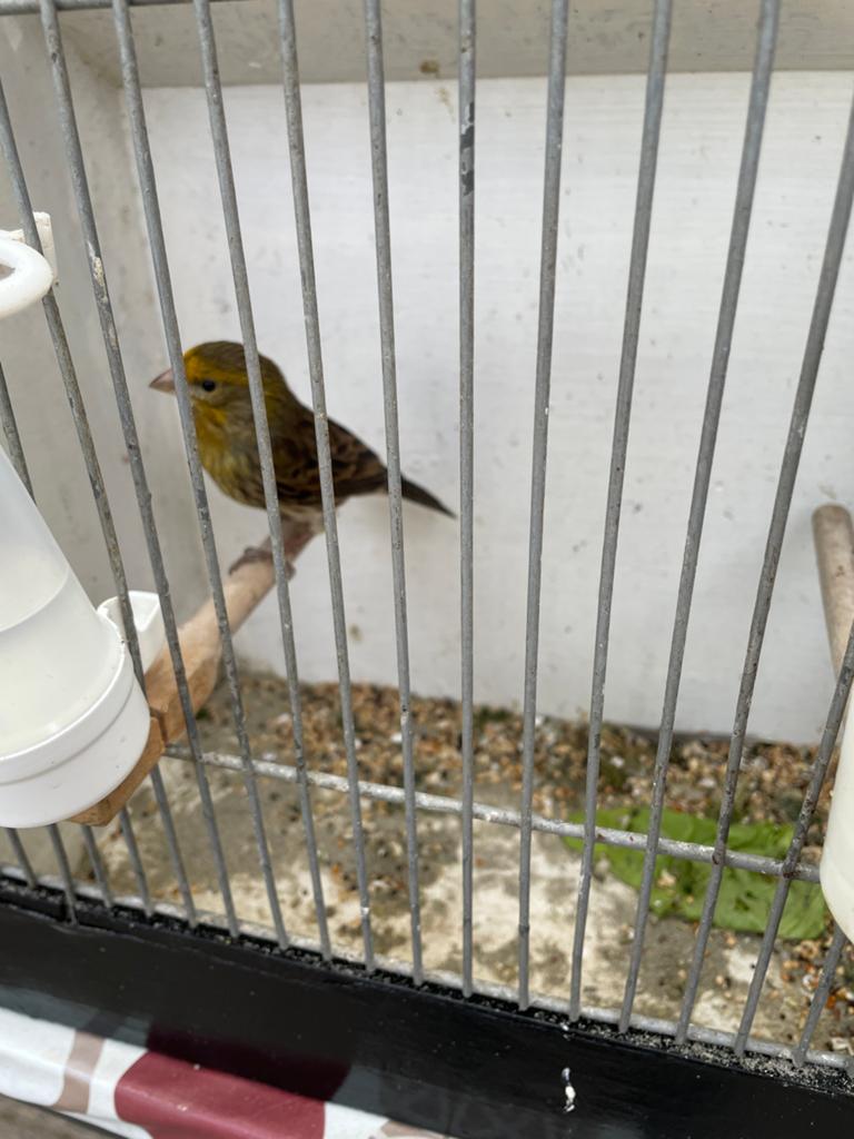 Te koop kanarie man hij zingt, Mannelijk, Kleurkanarie