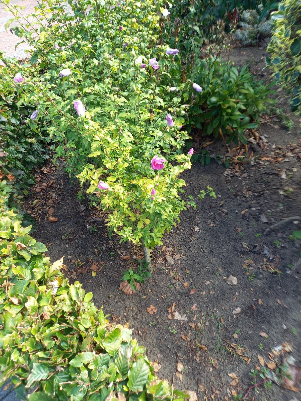 hibiscus, Ophalen, Overige soorten, Volle zon
