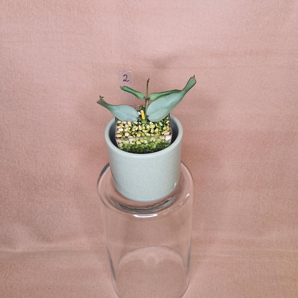 Hoya Pandurata Silver 2, Huis en Inrichting, Overige soorten, Minder dan 100 cm, Bloeiende kamerplant, Halfschaduw