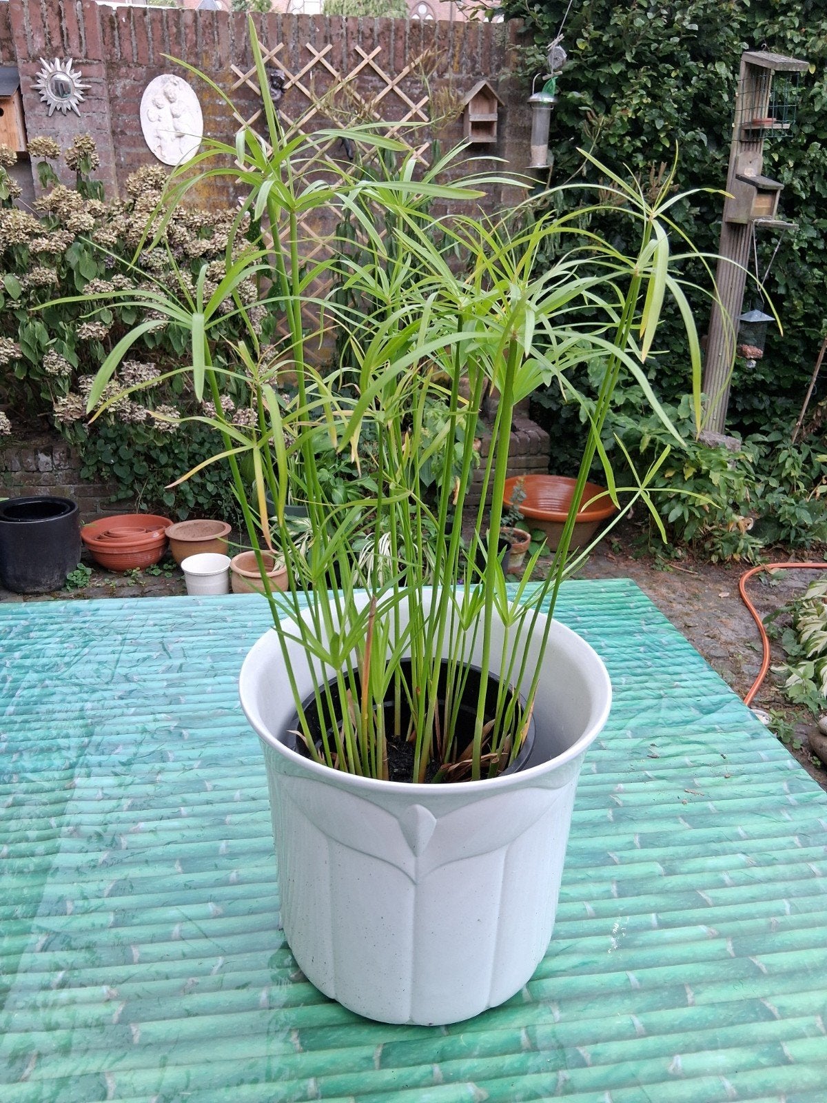 mooie sterke papyrus plant €8, Ophalen of Verzenden, Halfschaduw, Minder dan 100 cm