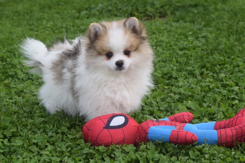 Dwergkees pup ,Pomeriaan keeshond spitz, België, Keeshond, 15 weken tot 1 jaar, Meerdere dieren