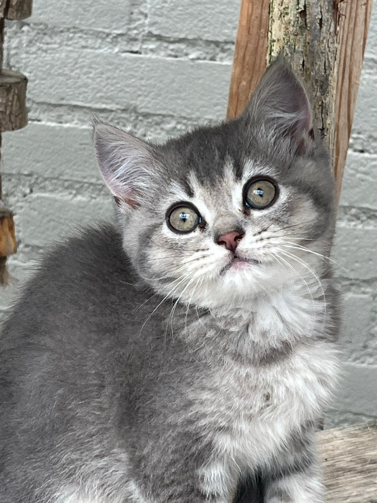 Raszuivere britse korthaar kittens, Dieren en Toebehoren